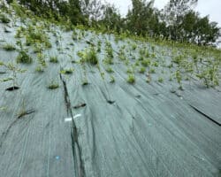 Toile de paillage synthétique Plantcosol 86 grammes vert