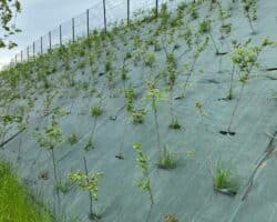 Toile de paillage synthétique Plantcosol 86 grammes vert