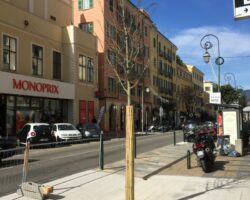 grilles arbres citygrate ajaccio