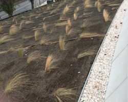 greenroof chantier toit vegetal