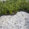 Ancienne bordure plastique Plantco