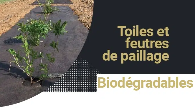 paillage biodégradable