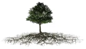 Système racinaire RootStock