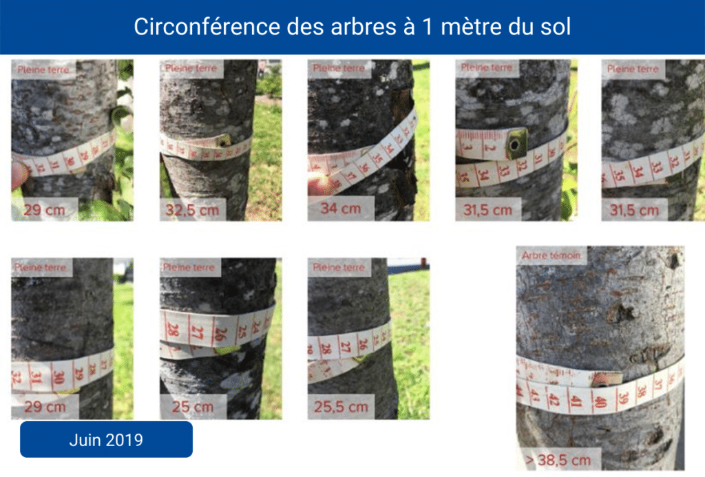 Test diamètre arbre avant instalation Rootstock pour plantations d'arbres et gestion des racines