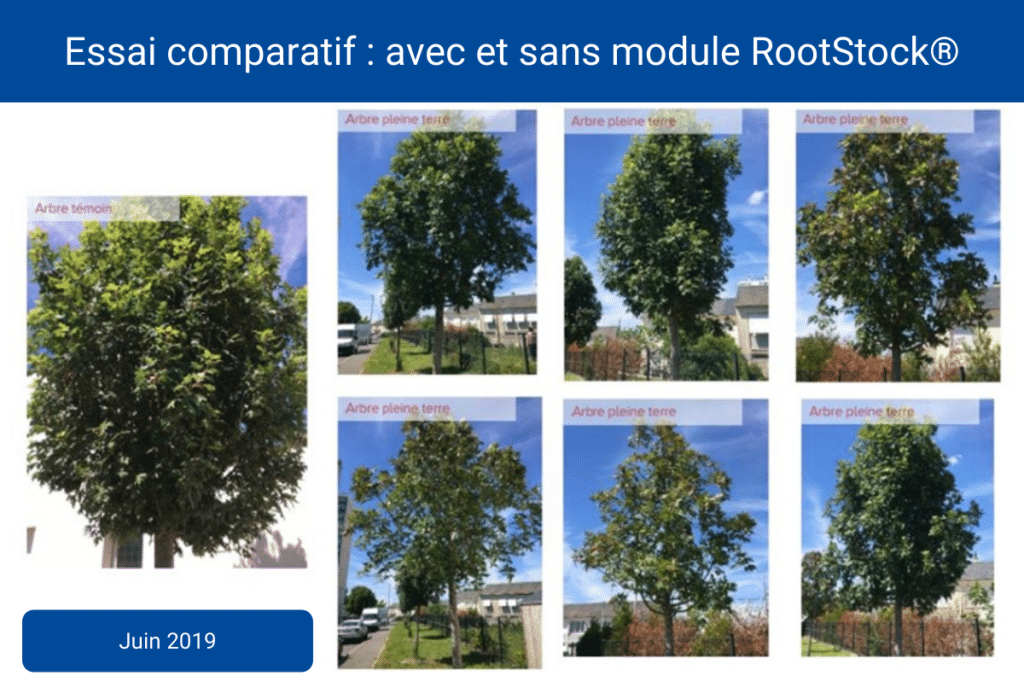 module Rootstock plantation