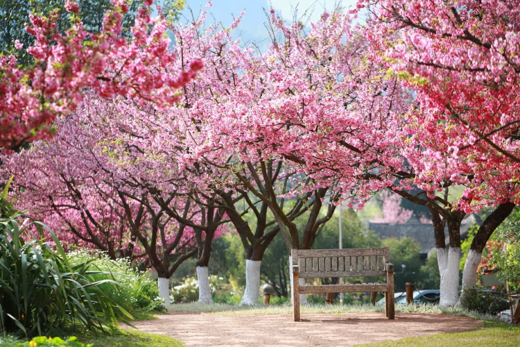 sakura du japon