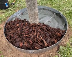 Bordure acier Plantco pour tour d'arbre
