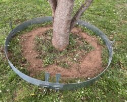 Bordure acier Plantco pour tour d'arbre