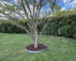Bordure acier Plantco pour tour d'arbre