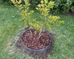 Bordure acier Plantco pour tour d'arbre