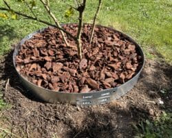 Bordure acier Plantco pour tour d'arbre