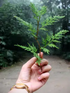 plantco feuilles