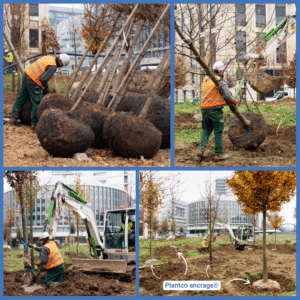 Ancrage d'arbres place Catalogne à Paris 