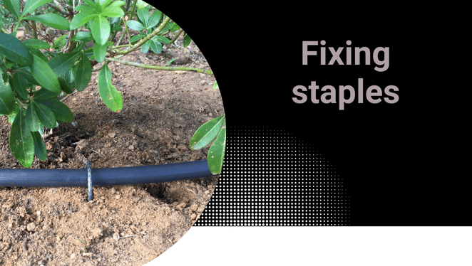 Fixing staples