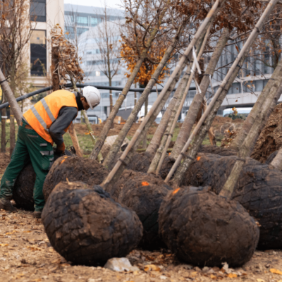 Ancrage d'arbres place Catalogne à Paris